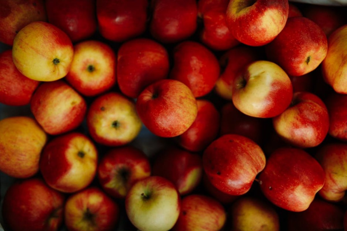 apple orchard Poland