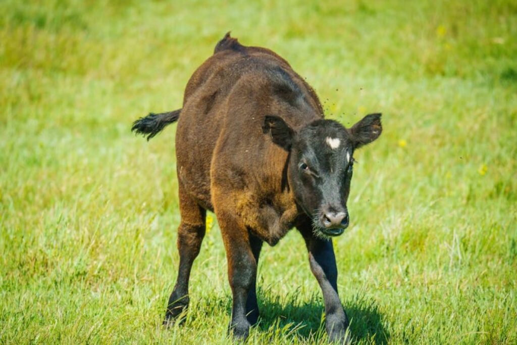 heifers cattle