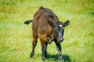 heifers cattle