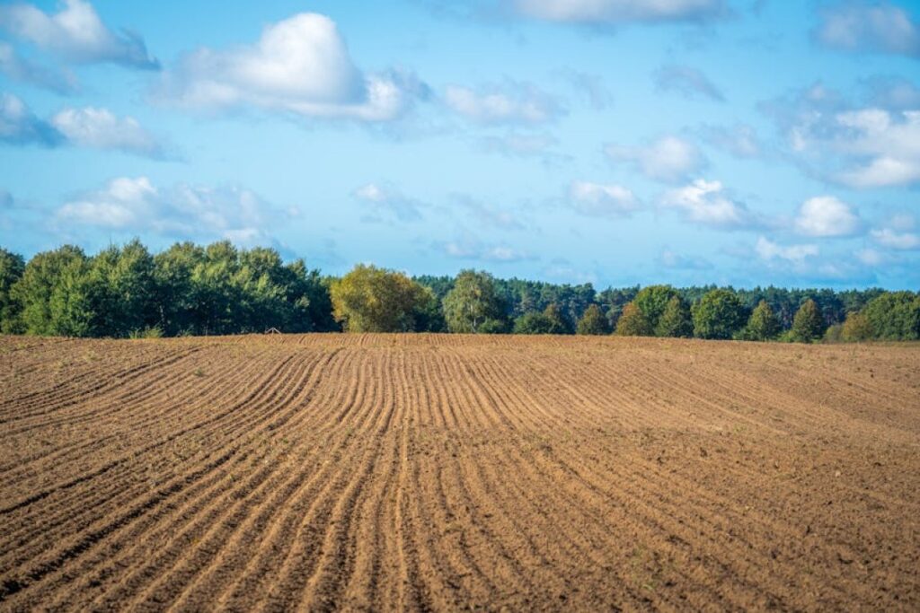 seed drill field