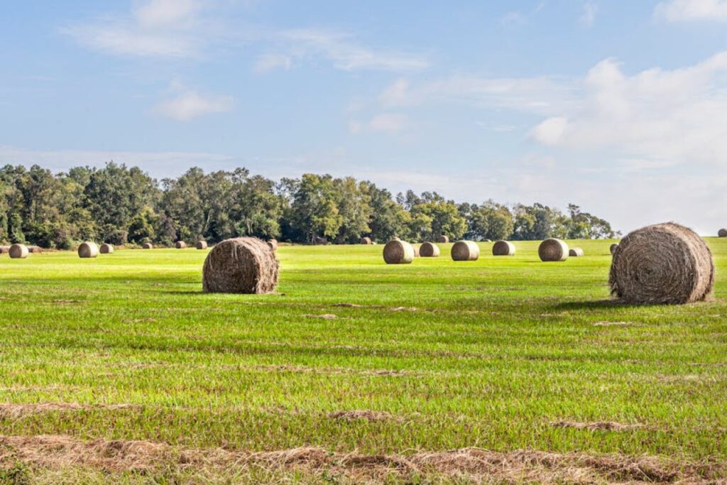 grass hay field