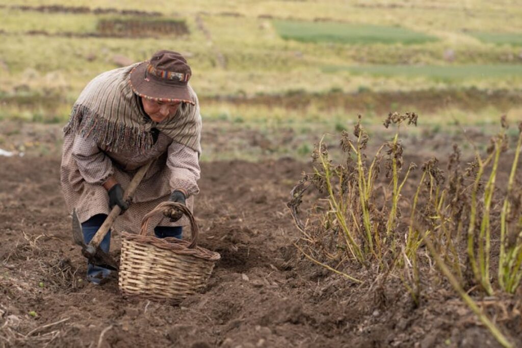 potato field