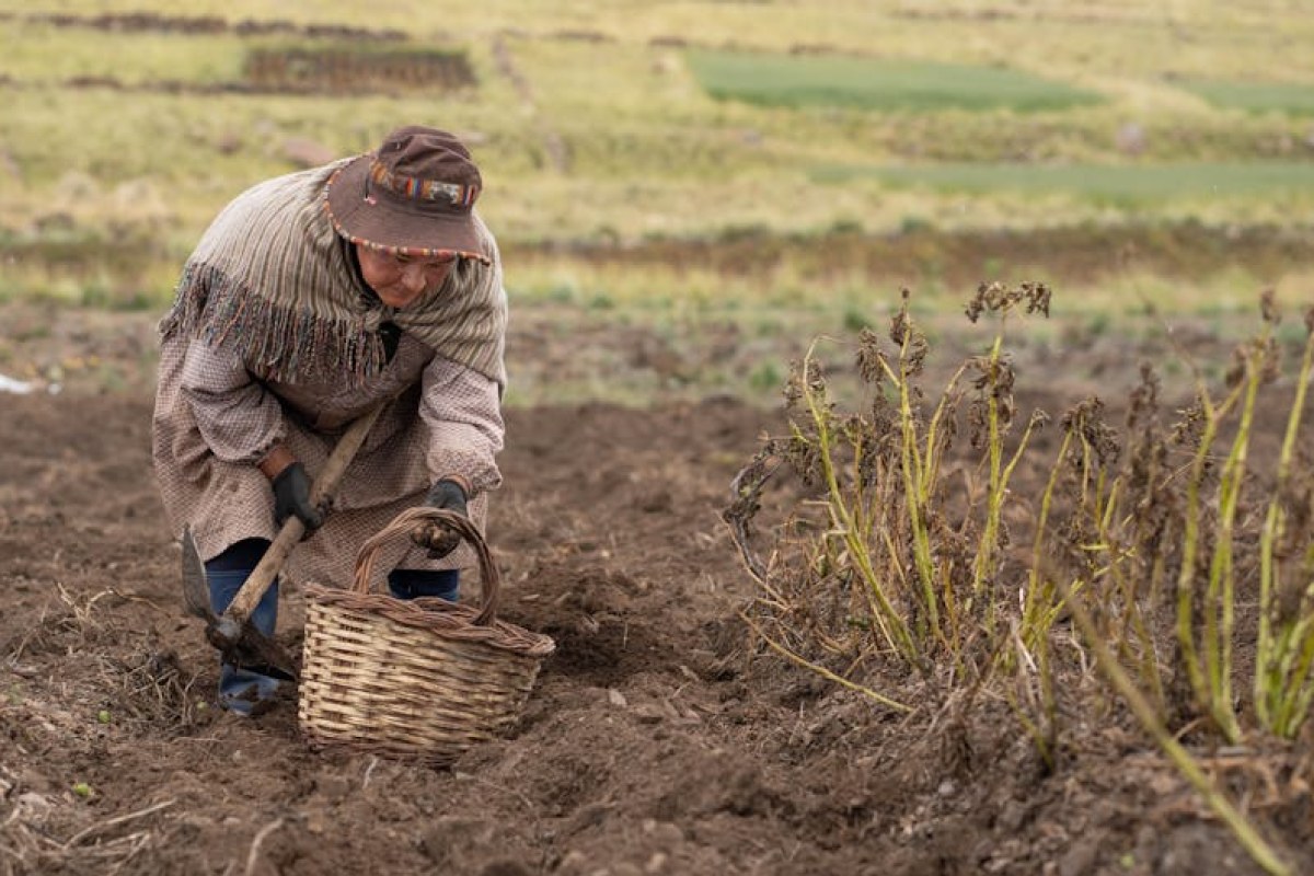 potato field