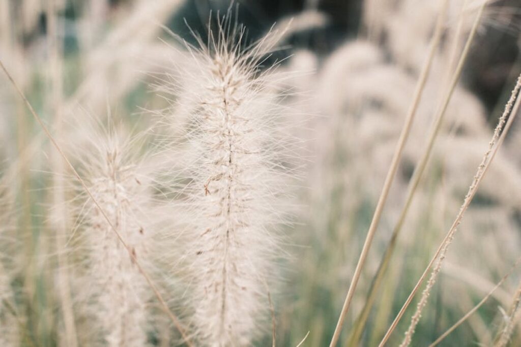 grass seeds