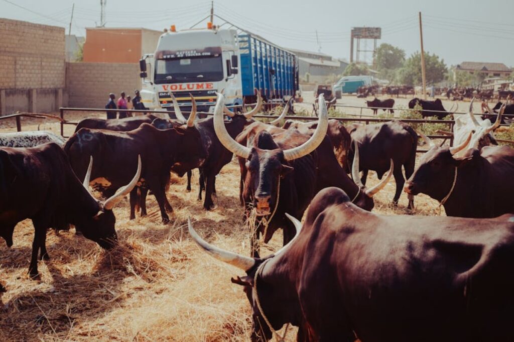 cattle transport truck