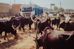 cattle transport truck