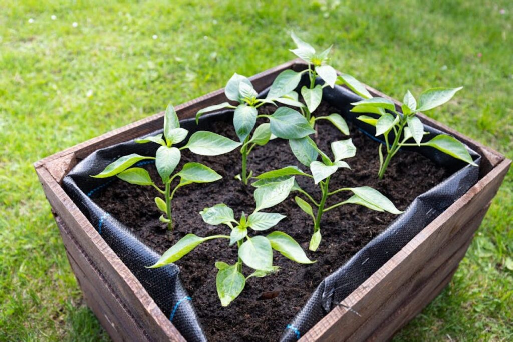 pepper seedlings planting
