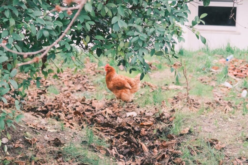 dry chicken manure