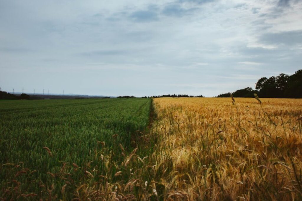 regenerative agriculture field
