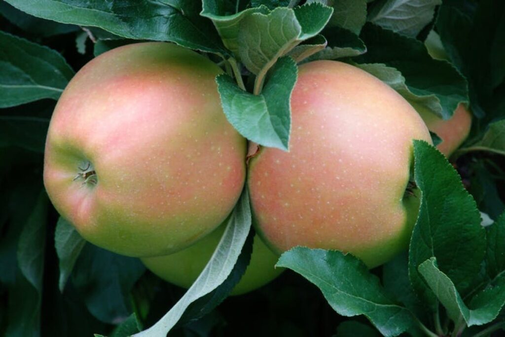 apple tree nursery
