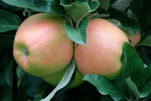 apple tree nursery