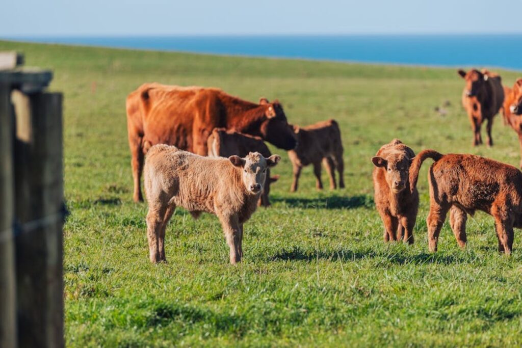 beef calves
