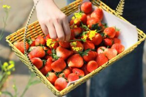 strawberries harvest