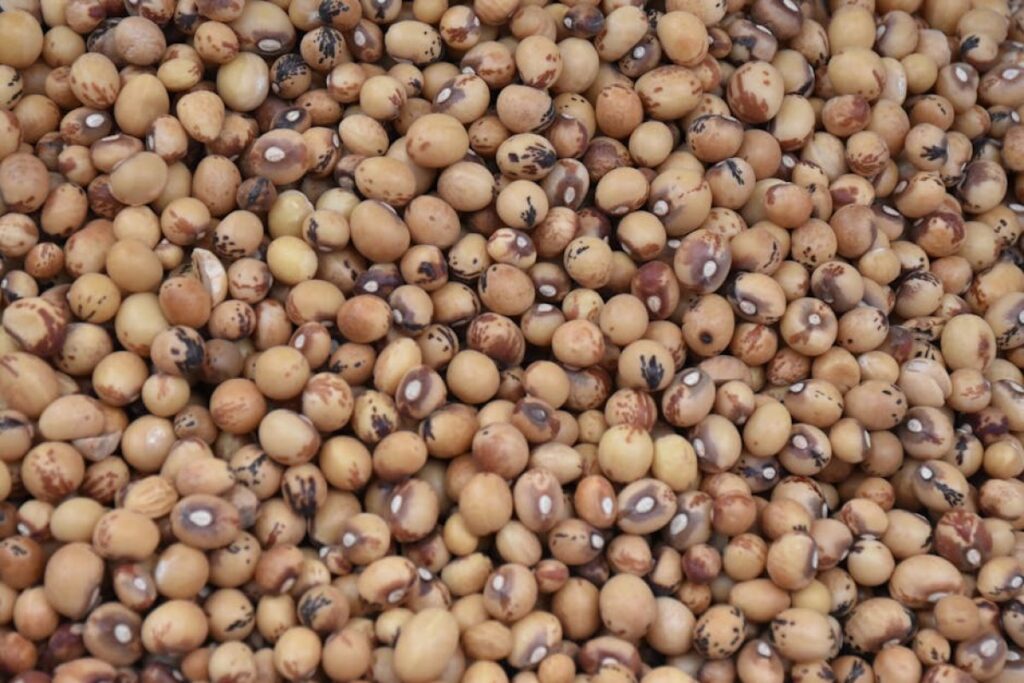soybean seeding discs