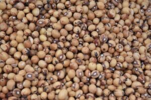 soybean seeding discs