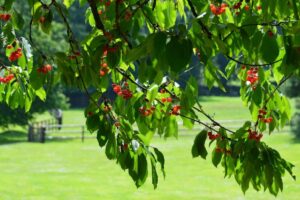 cherry orchard