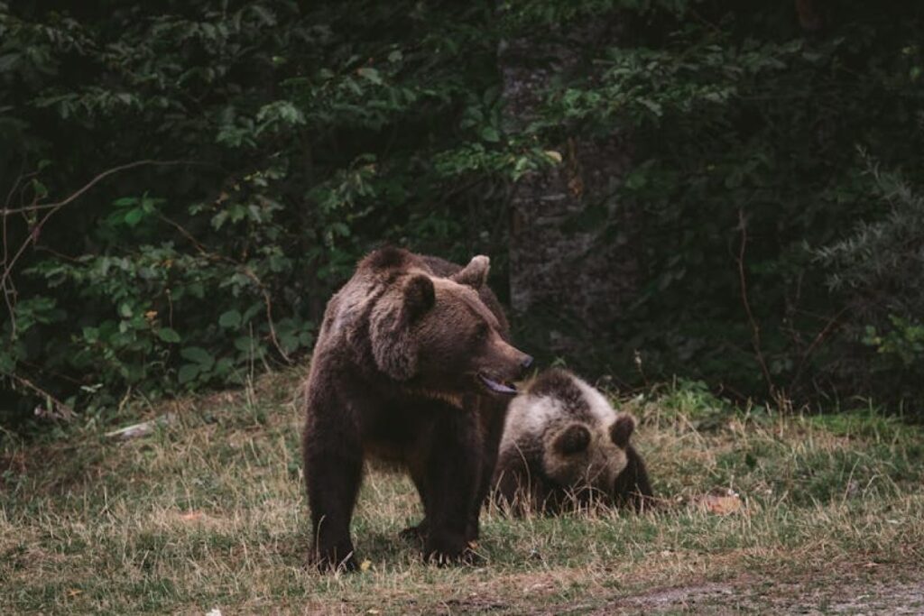 bear attack Poland