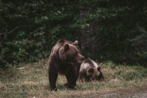 bear attack Poland