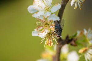 cherry orchard pest