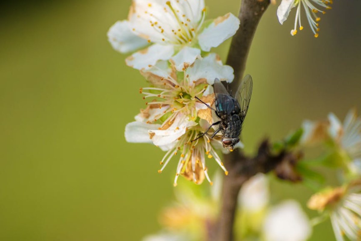 cherry orchard pest