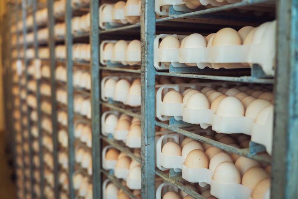 eggs chicken farm