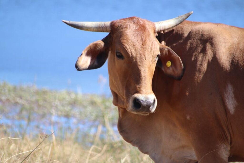 bull cattle