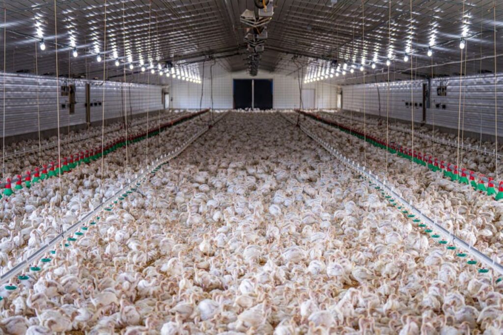 chicken farm construction