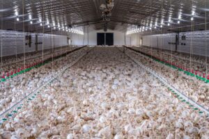 chicken farm construction