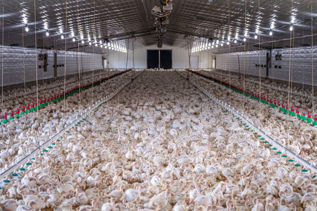 chicken farm construction