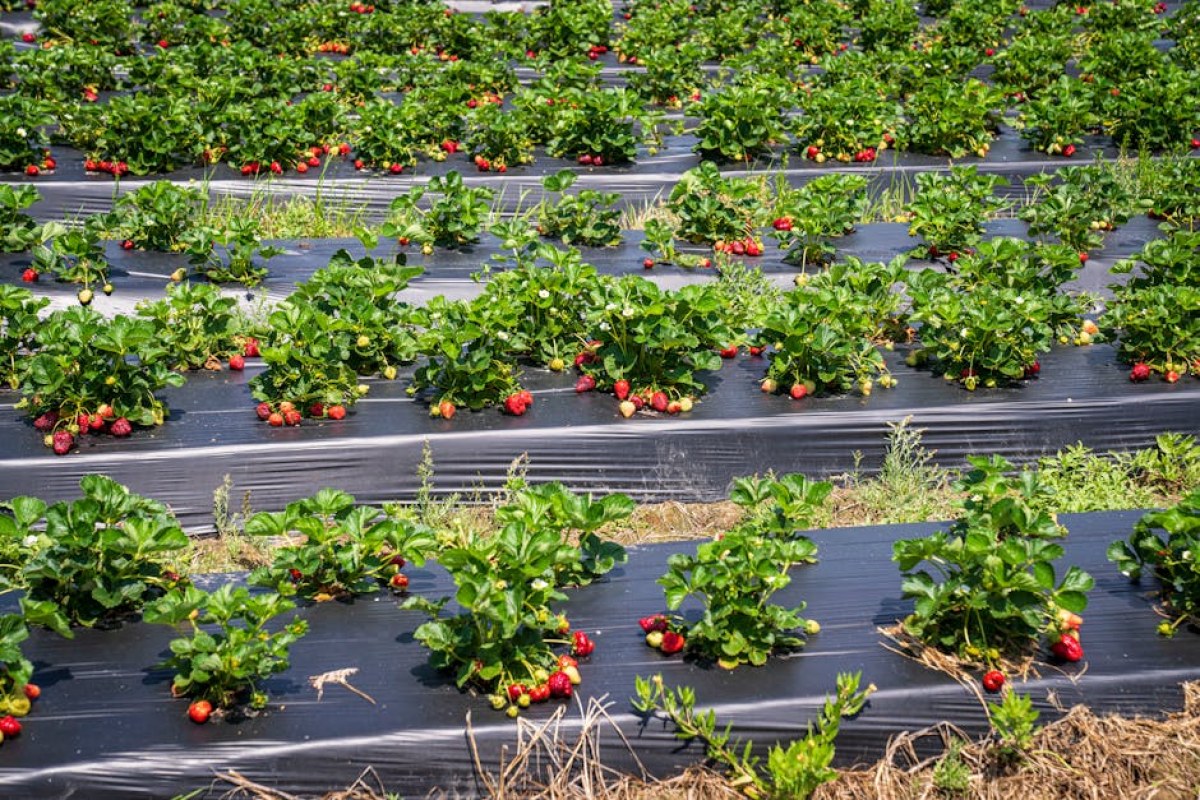 strawberries field