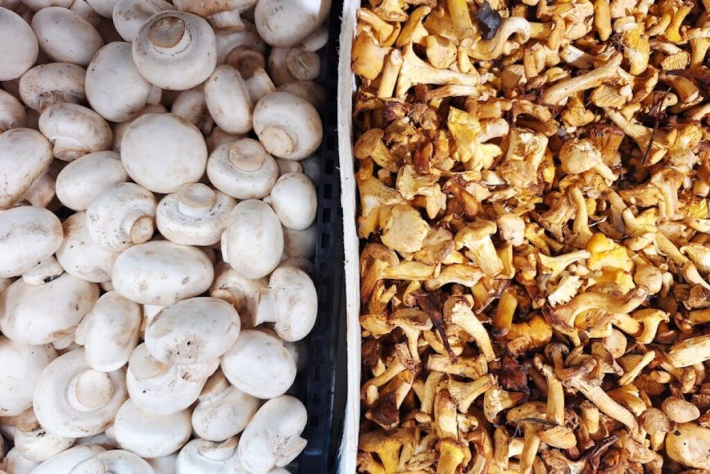 mushroom promotion