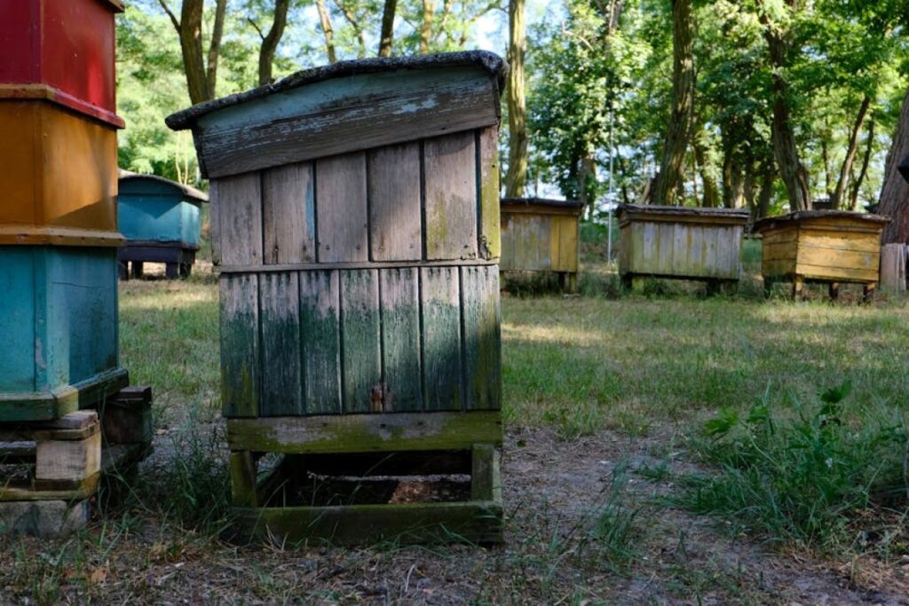 beehives wooden