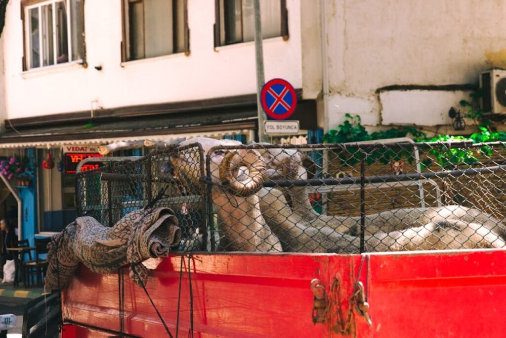 livestock transport