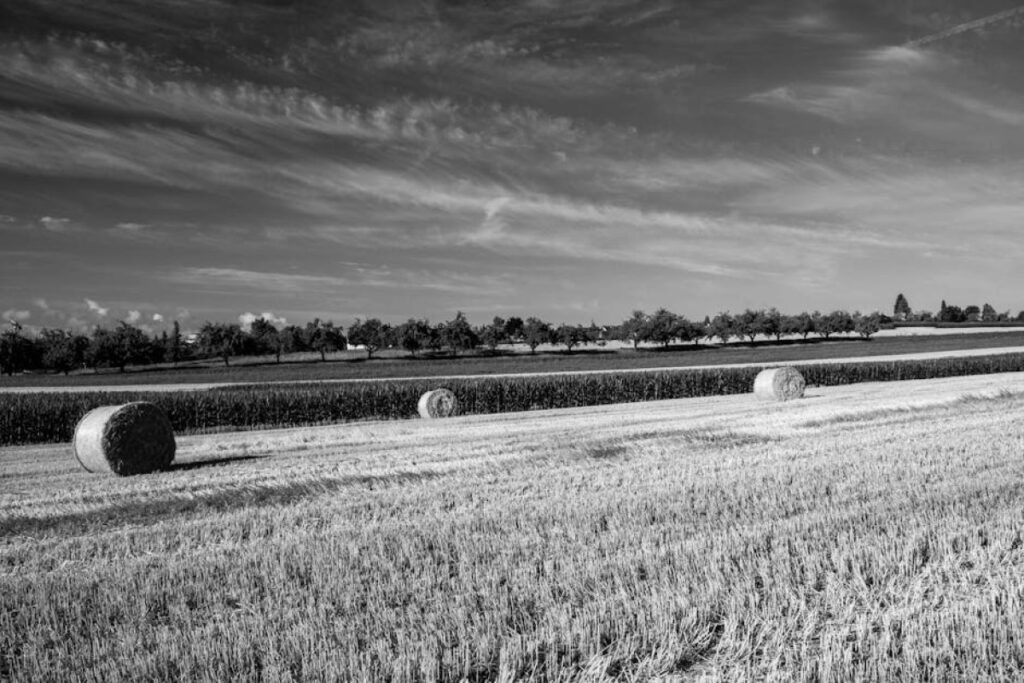 hay bales field