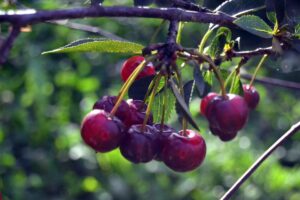 frozen cherry orchard