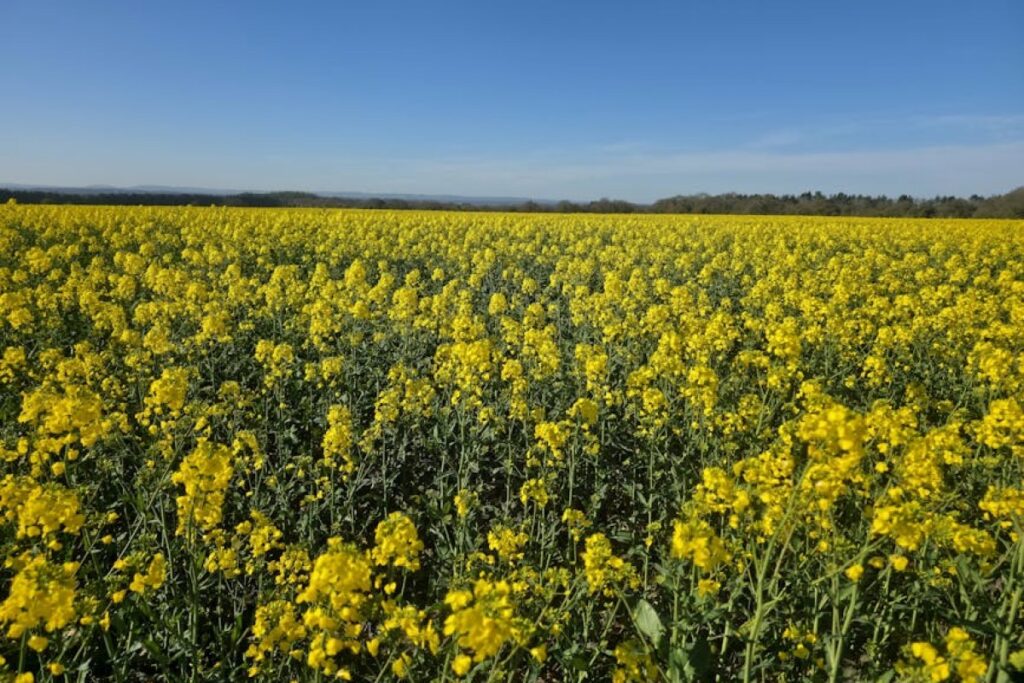 rapeseed header