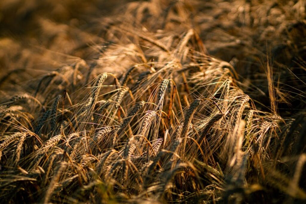 grain