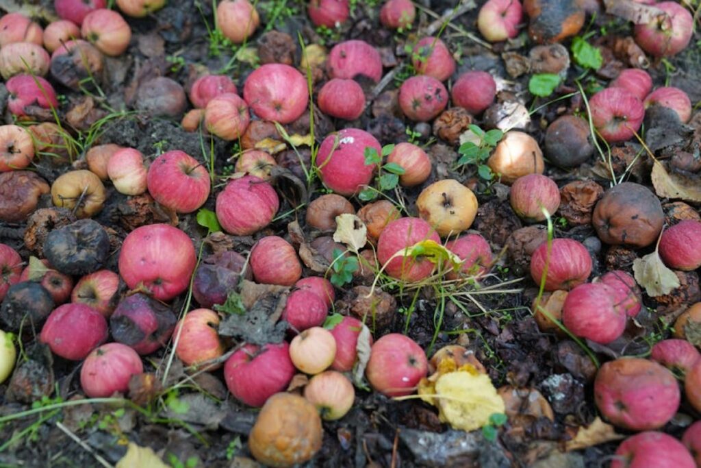 orchard soil
