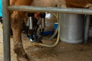 cow udder hygiene