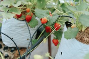 strawberries in tunnel