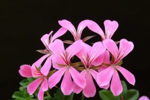 pelargonium exhibition