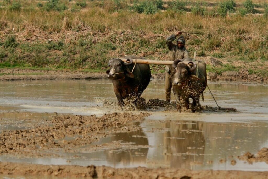 plough agriculture