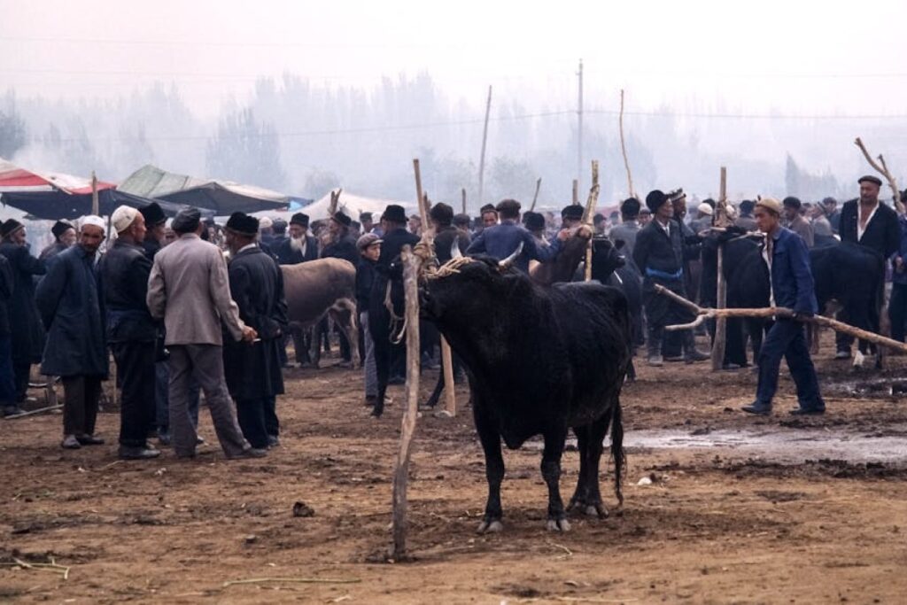 bull cattle sale