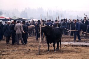bull cattle sale