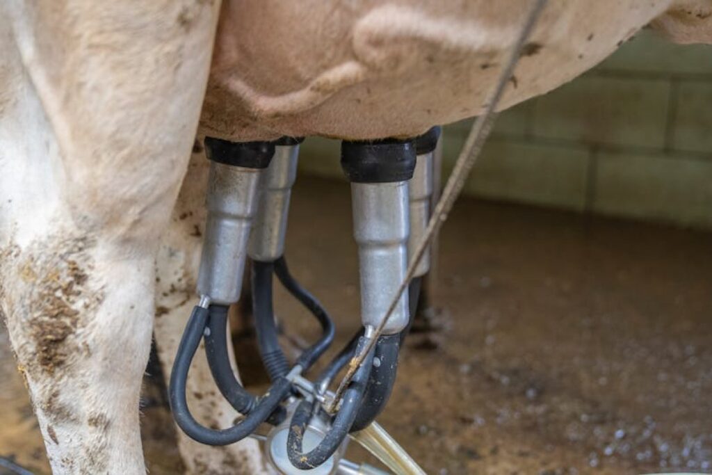 milking equipment