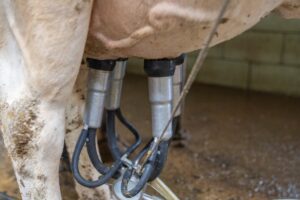 milking equipment