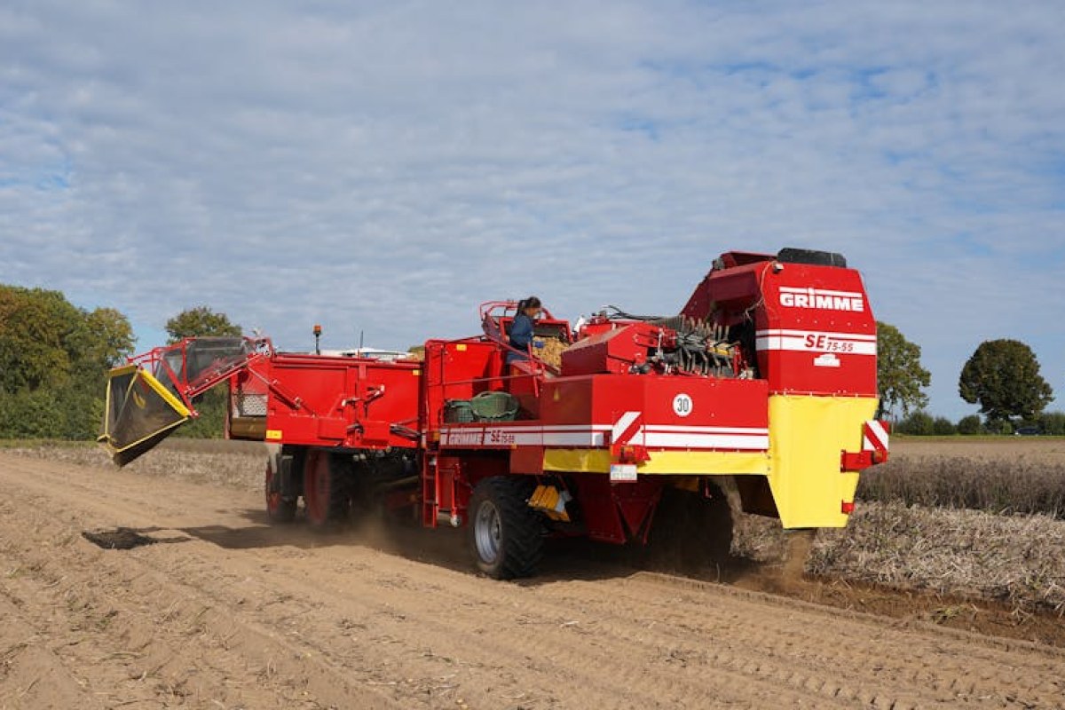 potato harvest field