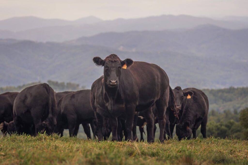 Angus cattle