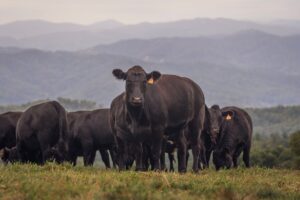 Angus cattle