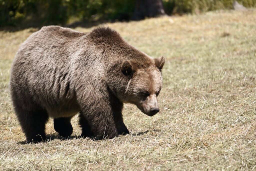 prasa zwijająca Ursus
